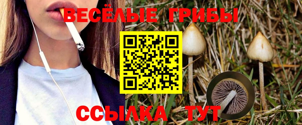 магазин продажи   Псилоцибиновые грибы Cubensis  Вход с VPN  Гусь-Хрустальный  Псилоцибиновые грибы Psilocybe 